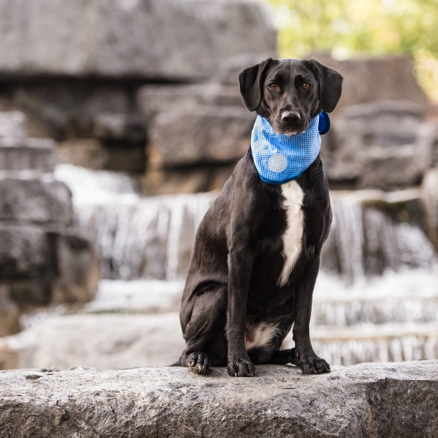 ICE BAND - Dog Cooling Bandana